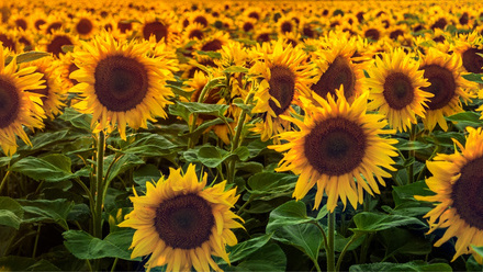 Field of sunflowers