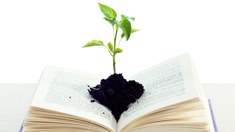 Small sapling growing from the open pages of a book.