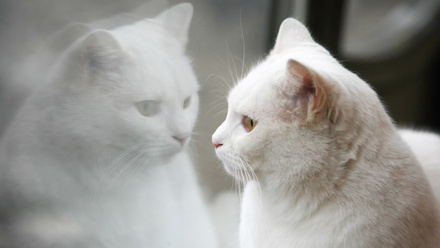 White cat looking at it's reflection in a window