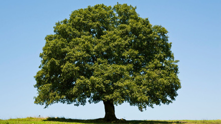 Mature oak.jpg